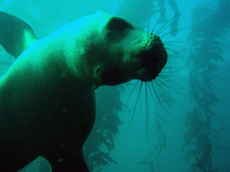 a picture of a sea lion with its mouth open