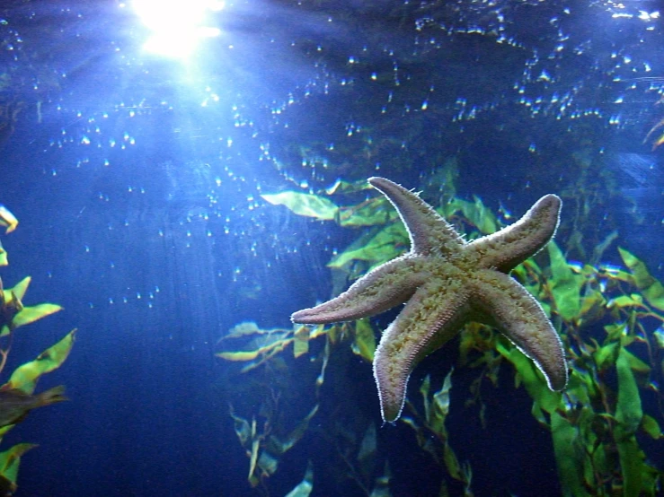 an underwater po shows starfish in the water