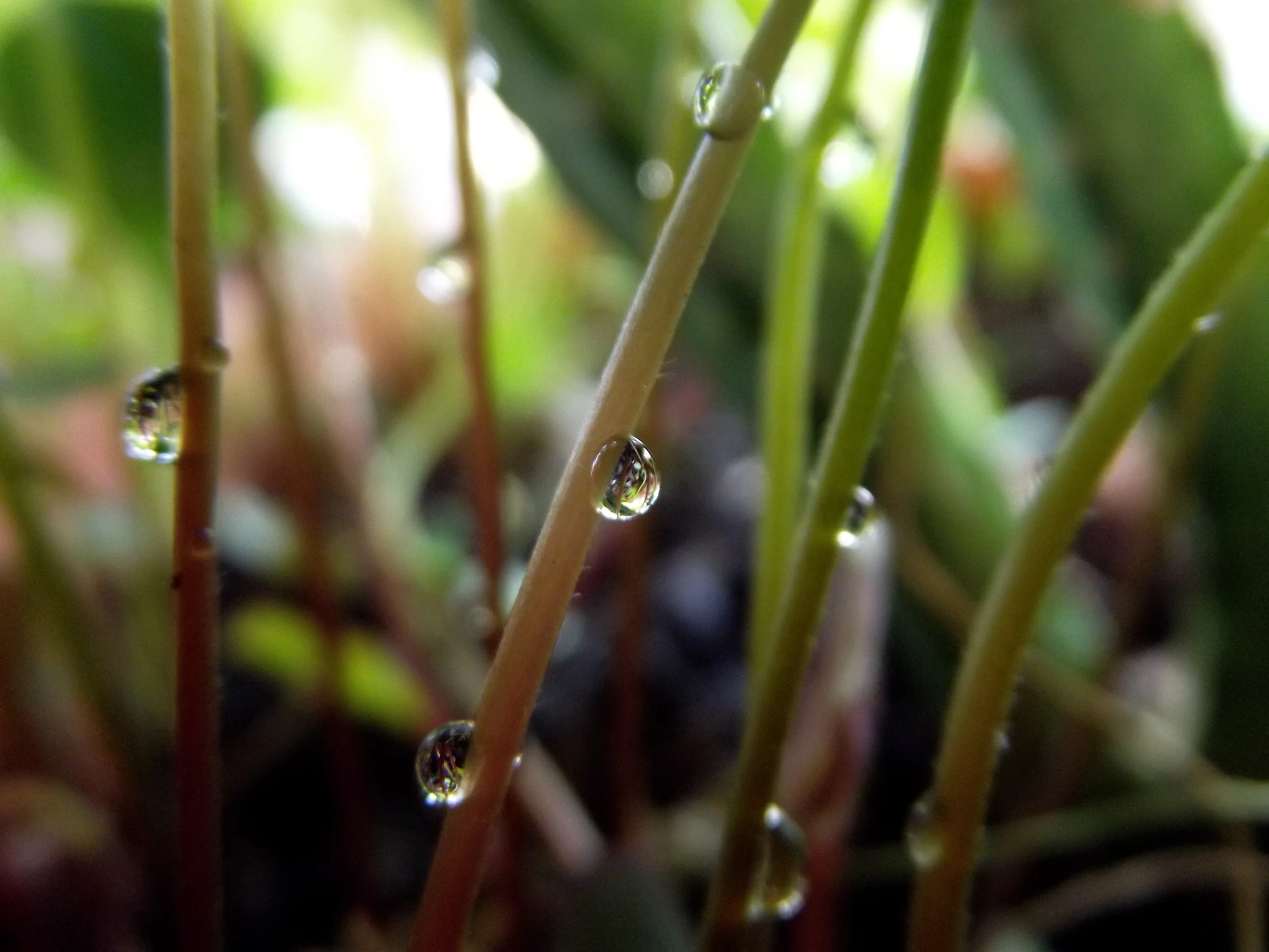 the drops of water that were on a green plant