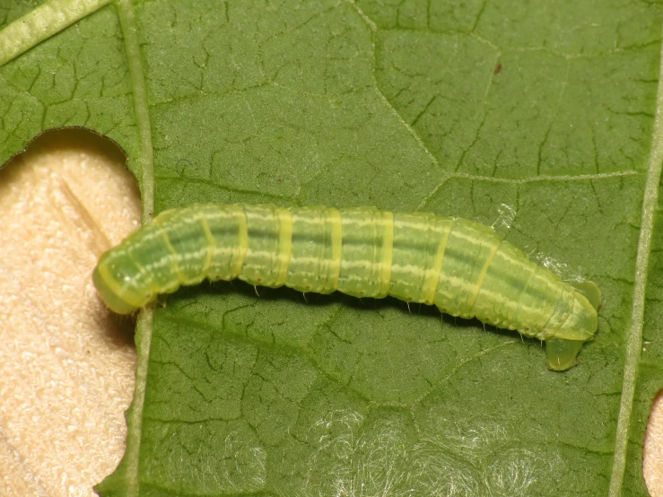 a green caterpillar on a leaf showing its distinctive color