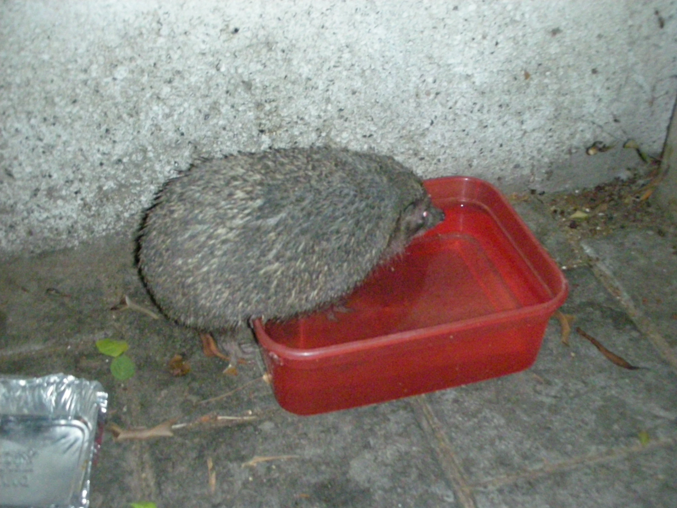 a cute animal standing next to a container