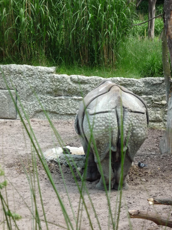 a white rhinoceros is eating some grass