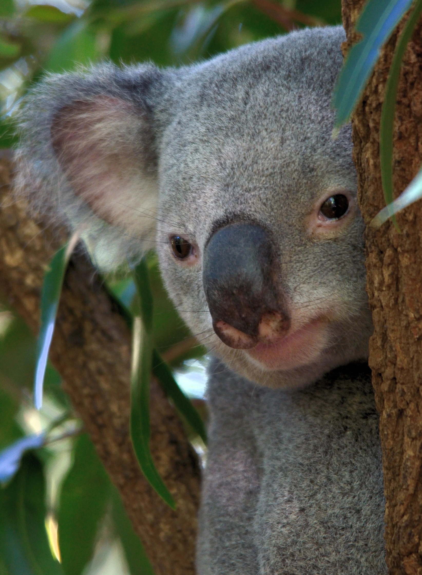 a young koala bear is in a tree