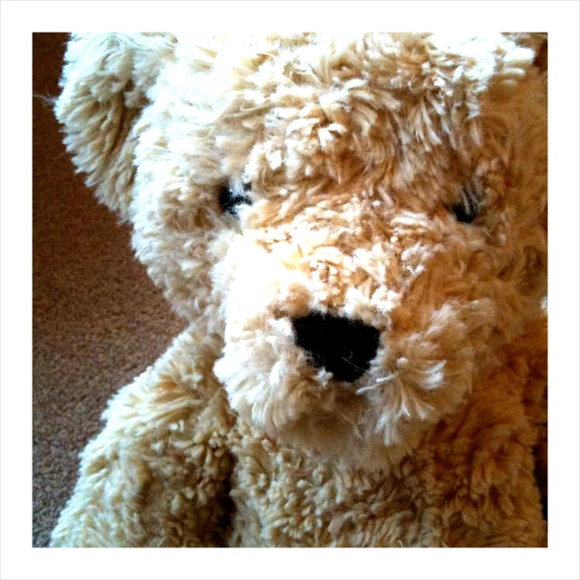 a close up of the nose and head of a teddy bear