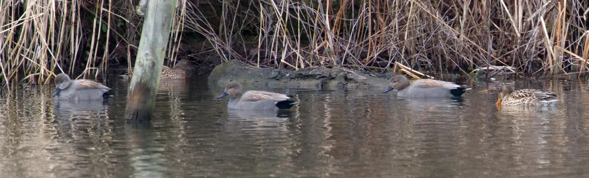 several birds swimming in the water in the middle of trees