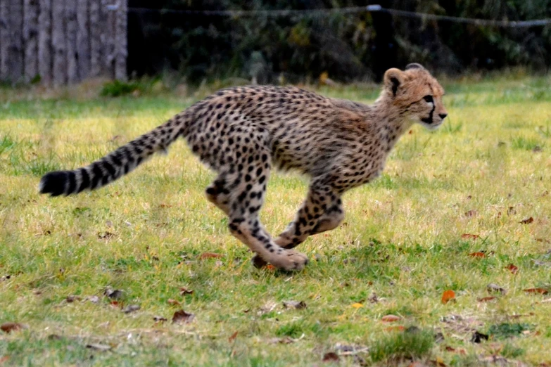 a young cheetah runs through the grass in its enclosure
