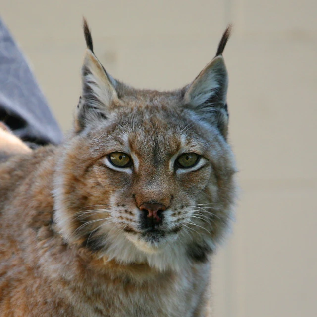 closeup of face of a wild cat in outdoor setting