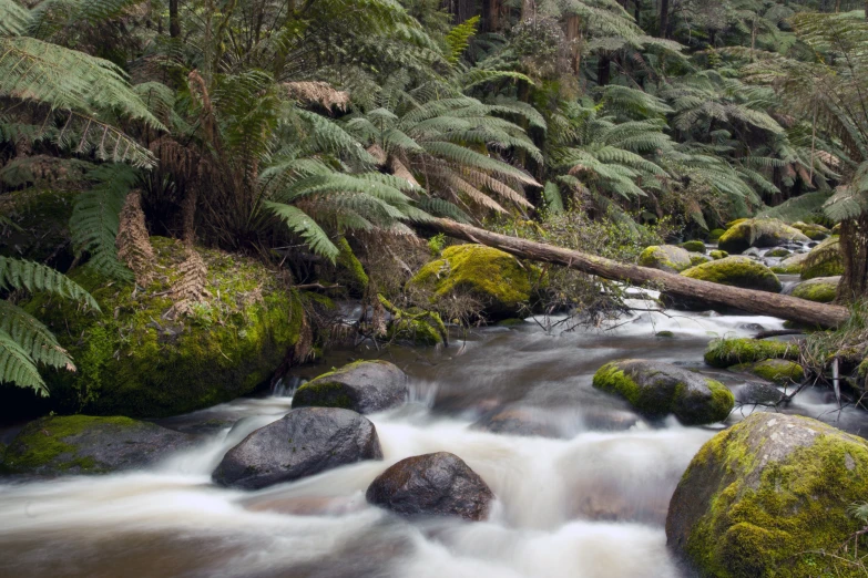 a river with rocks, ferns and small stream