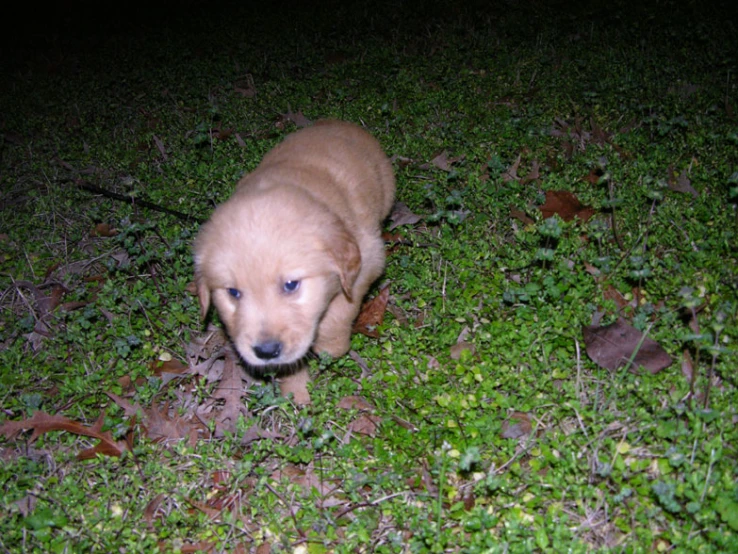 a cute little dog sitting in the grass