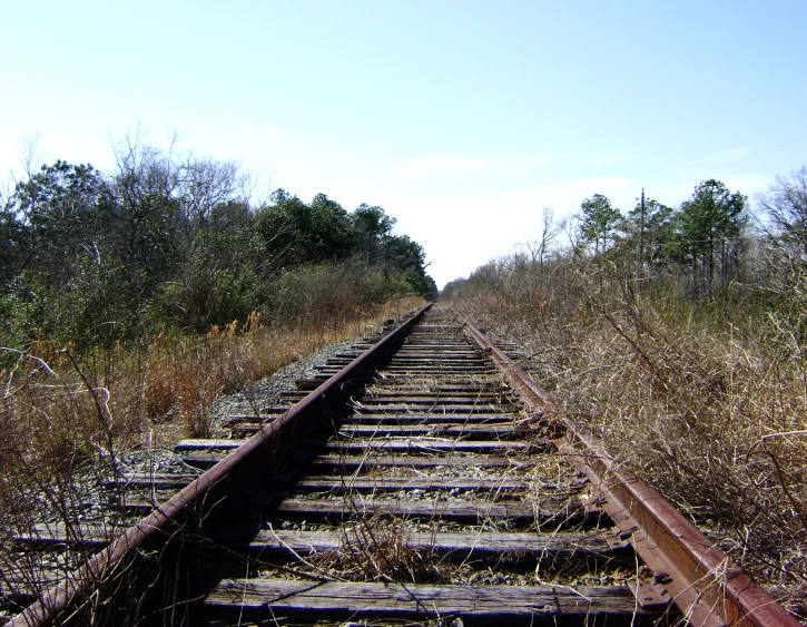 train tracks running between two rows of brush