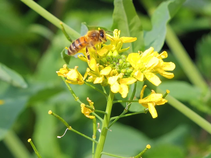 a bee is on a flower on the side of a road