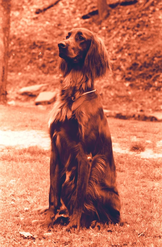 an old po of a dog sitting in the grass