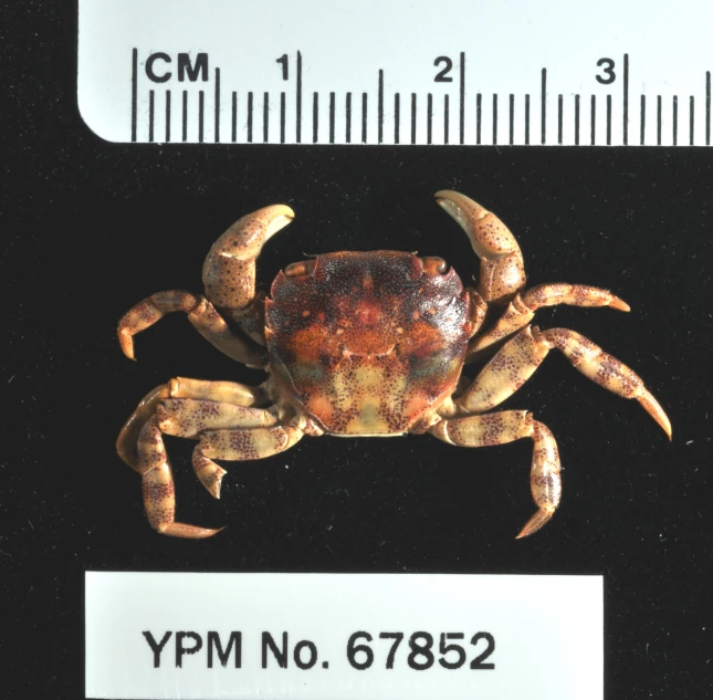 a small crab with several markings is on a measuring board