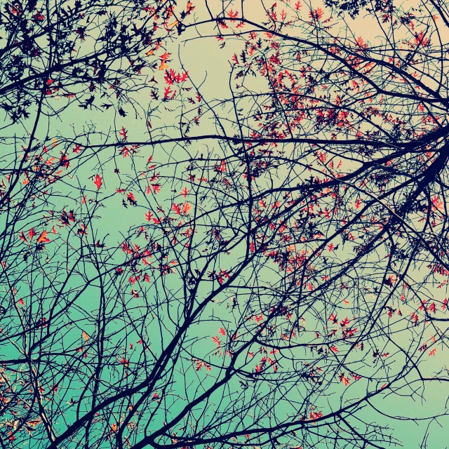 a tall tree with red leaves sitting under a blue sky