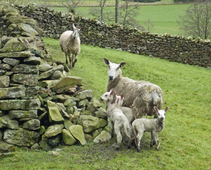 a sheep and two lambs are in their field