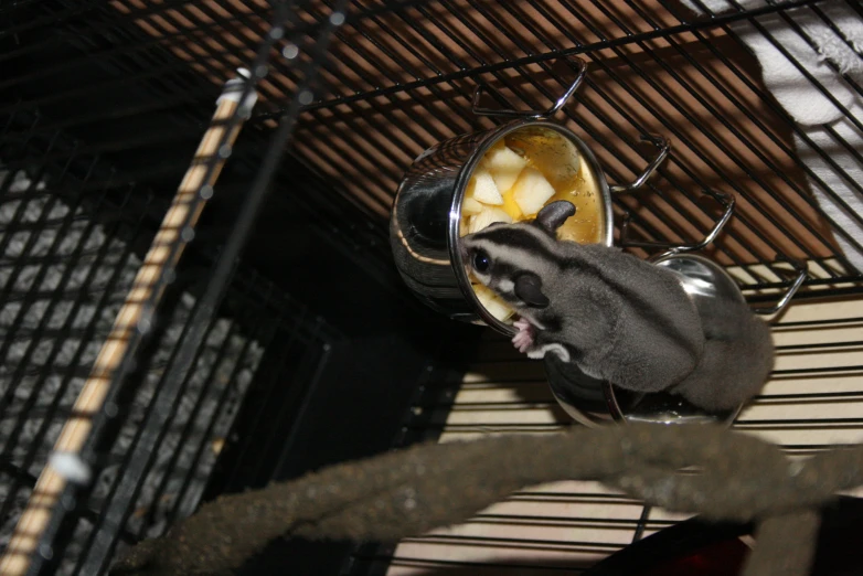 a rat eating food from a silver dish