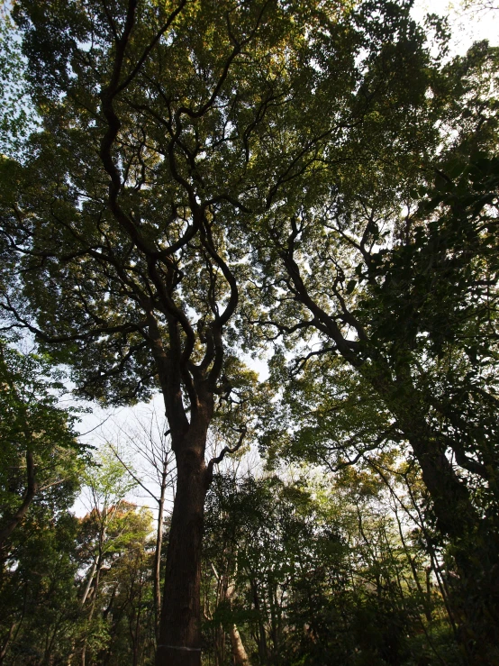 an image of tree with grass underneath it