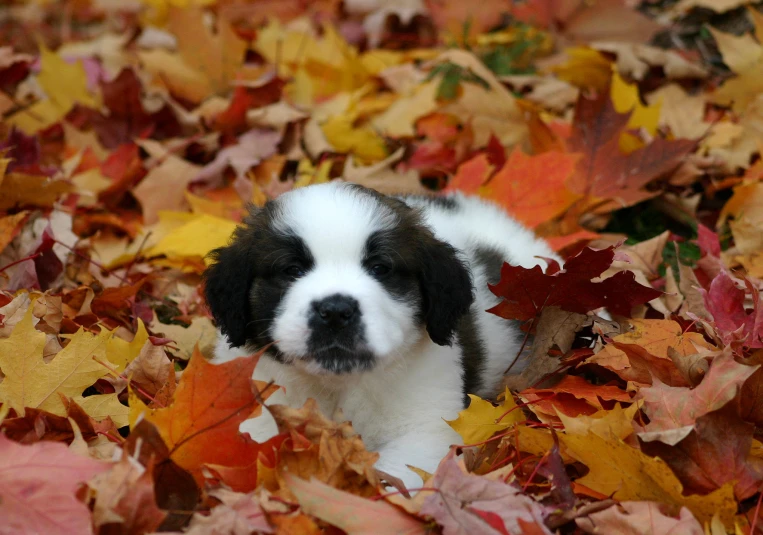 a black and white puppy surrounded by leaves