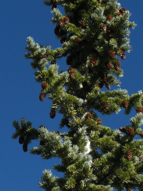 a bird flying in the blue sky near a pine tree