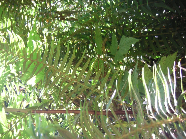 an up close view of leaves and plants