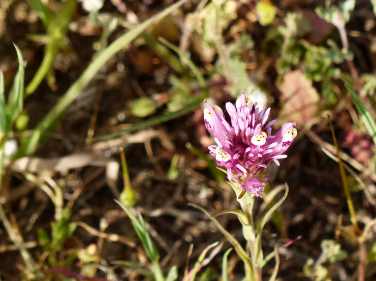 the lone pink flower is surrounded by green grass