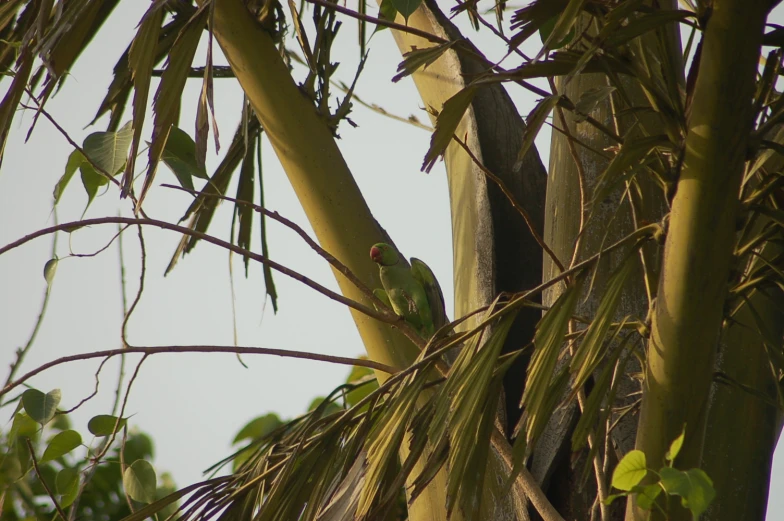 a bird in a tree nch with vegetation