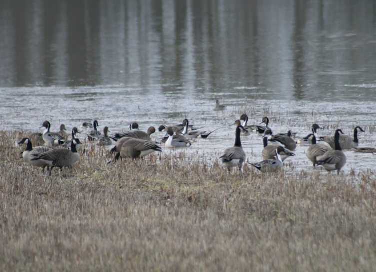 a large flock of geese stand by the water