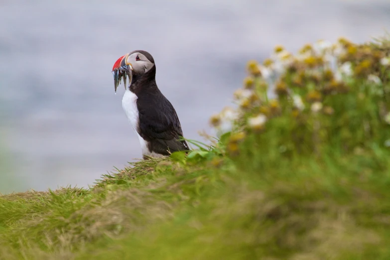 a bird with black and white beak standing on grass