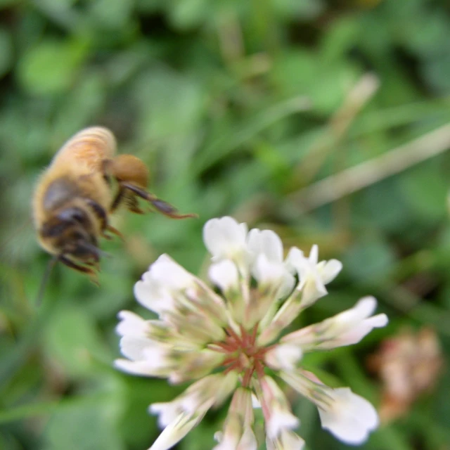 a bee is flying over some flowers