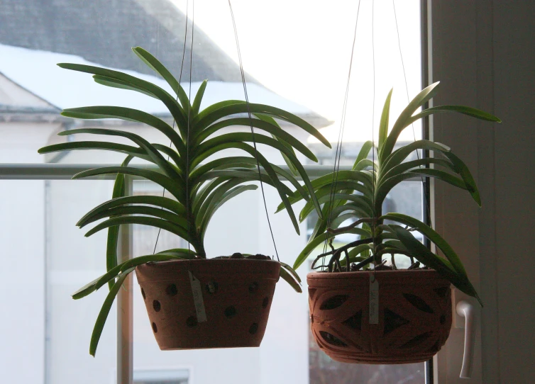 two plants in hanging pots on the windowsill