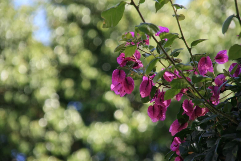 a bunch of purple flowers on the nches