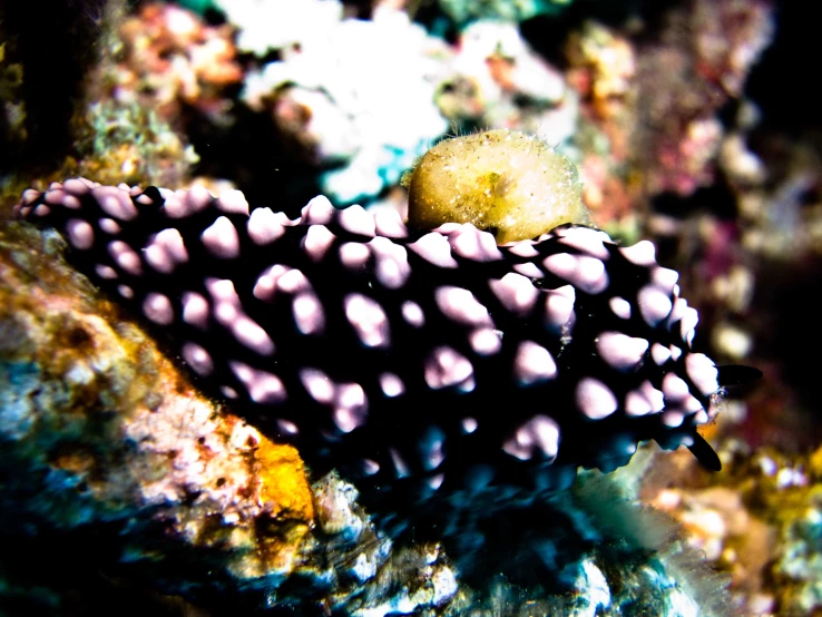 a purple and white sea urchin laying on top of coral