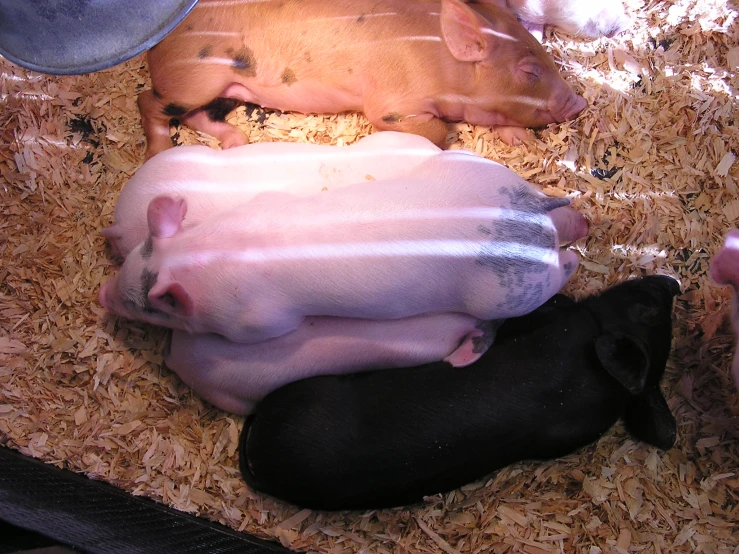 a group of pigs in a hay and wood cage