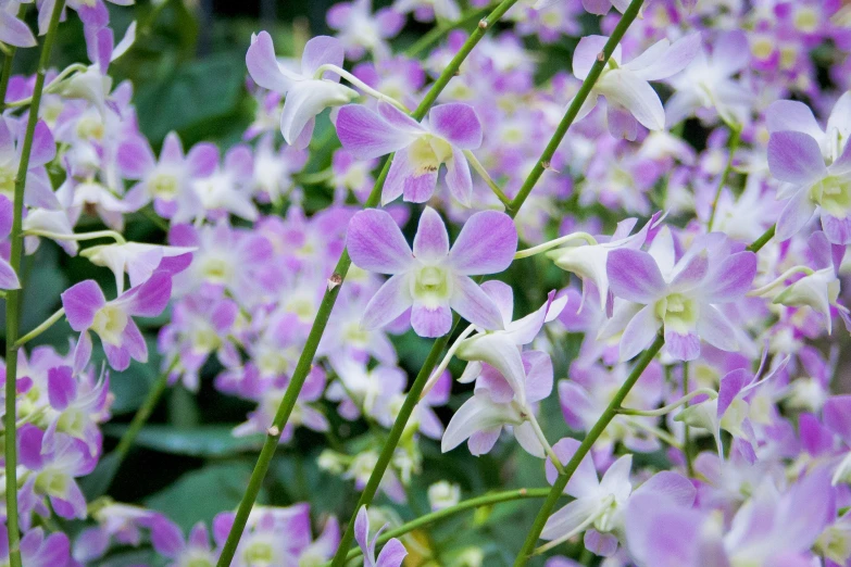 a bunch of pink flowers and some green leaves