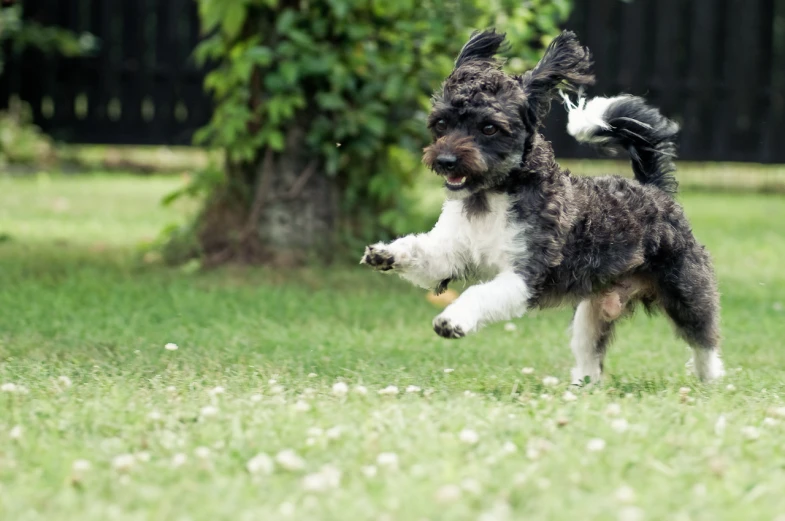 a dog running in the grass holding a small ball