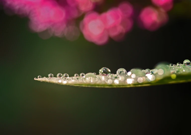 water drops resting on a leaf with many colors in the background