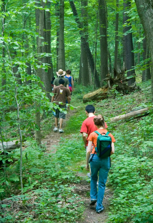 several hikers head up a trail in the woods