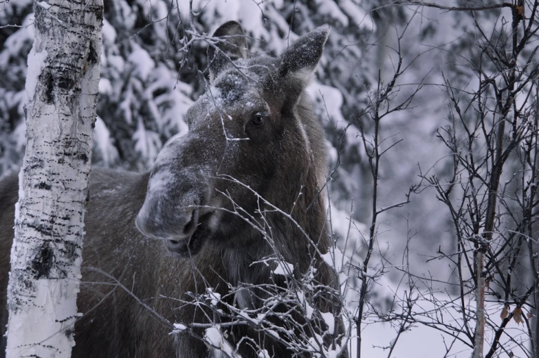 an moose grazing in a snowy wooded area