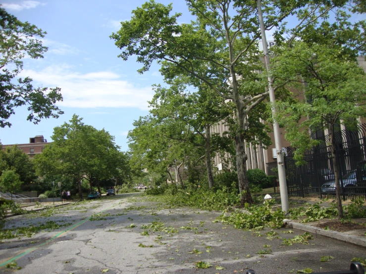 trees sit on the ground and fallen over during a storm