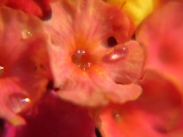 close up view of an orange, yellow and pink flower