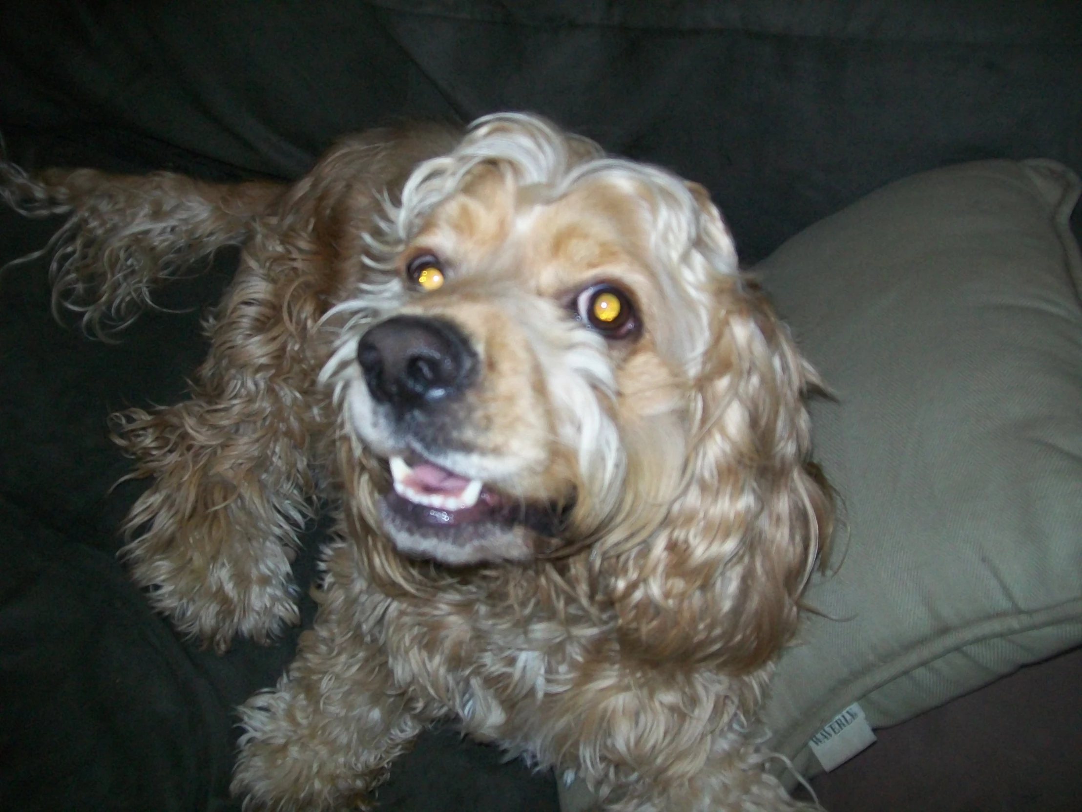 a small brown dog with a gy hair