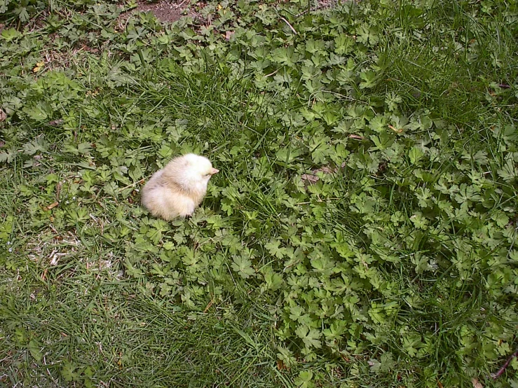 a kitten looking down from the grass on a sunny day