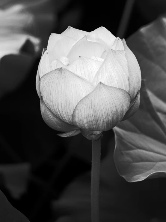 a flower with white petals is in the black and white po