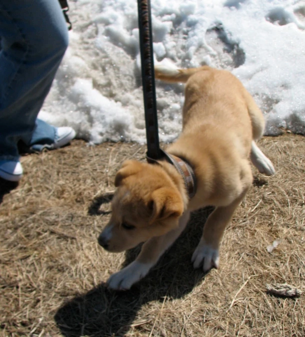 a dog walking along the snow covered ground