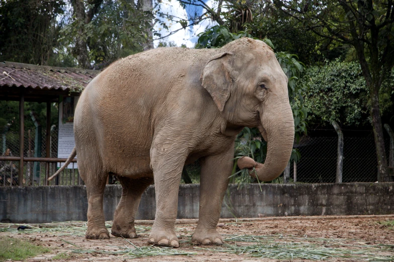 an elephant in captivity in front of a fence