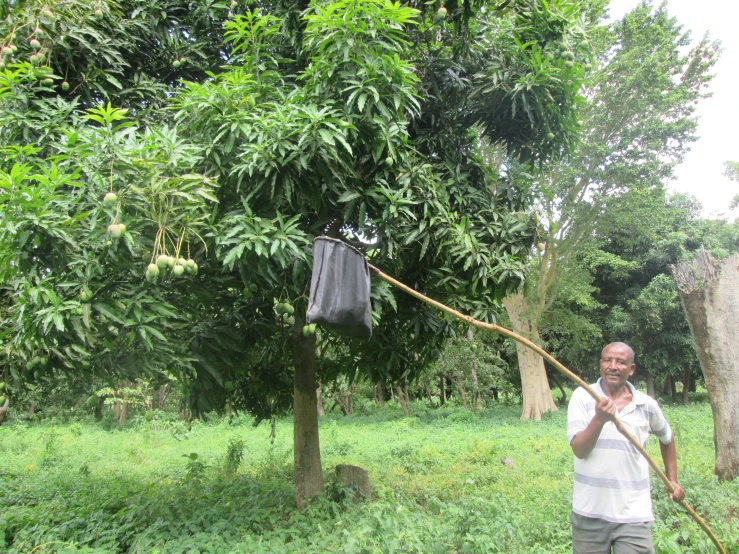 man with tree tool in grassy area next to tree with bag