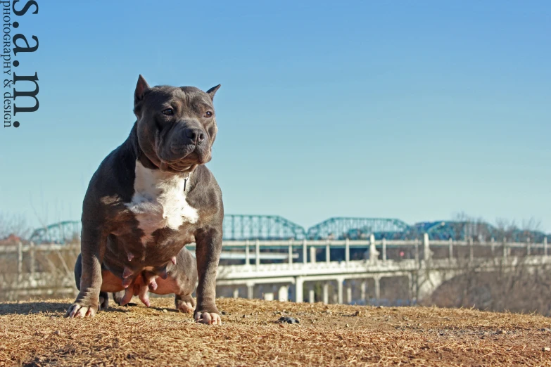 a dog on a hill next to a bridge