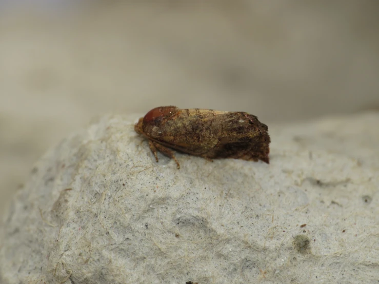 small insect is laying on the side of a rock