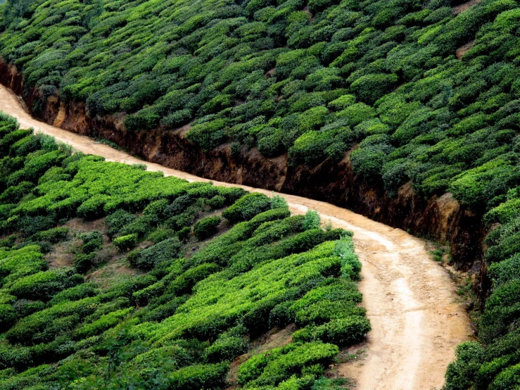 a dirt road runs along side a forest of tea bushes