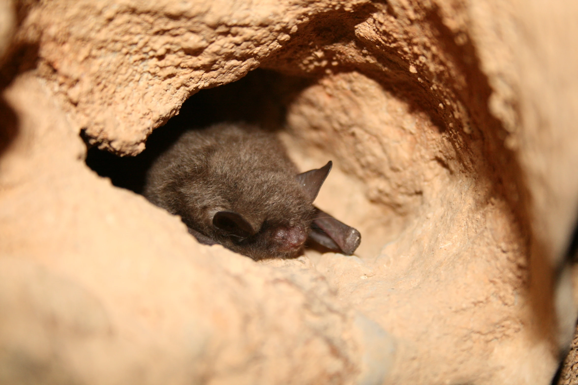 the tiny bat is nestled in the stone